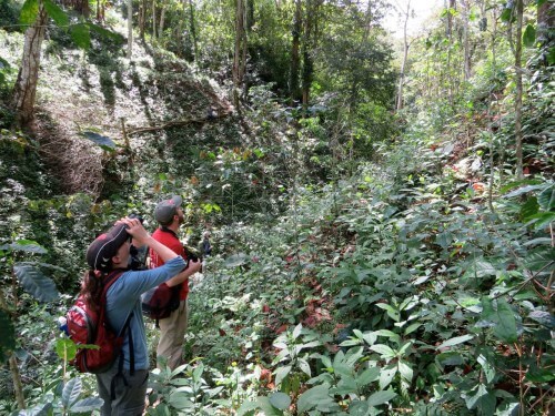 Traditional shade coffee farms are a complex, multi-layer habitat which helps account for the density of migrant songbirds that use these plantations during the winter ©Lee Simpson