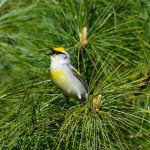 A Brewster's Warbler (Blue-winged and Golden-winged hybrid) by FotoRequest, Shutterstock