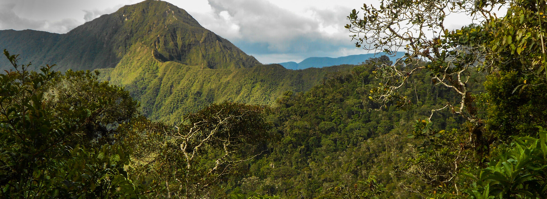 Abra Patricia Reserve, Peru, Dan Lebbin