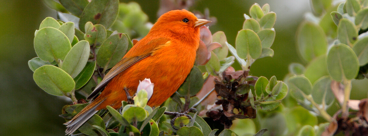 The Akepa is an endangered forest bird, native to Hawaii, that depends on the ohia tree to survive. Photo by Jack Jeffrey