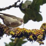 'Akikiki on branch. Photo by Ben Nyberg.