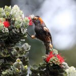 'Ākohekohe foraging in ōhi‘a tree. Photo by Robby Kohley.