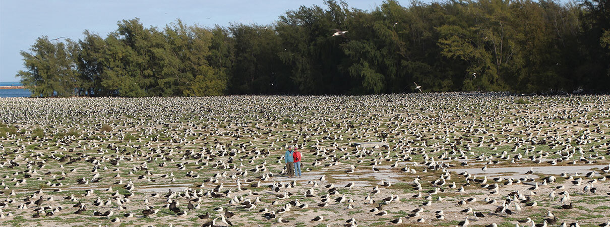 The author and her husband are dwarfed by the sheer size of a Laysan and Black-footed Albatross colony on Sand Island within the Midway Atoll. Photo by Craig Thomas.