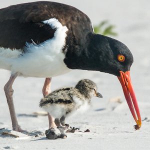 American Oystercatchers, Elliotte Rusty Harold/Shutterstock