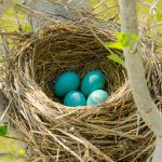 American Robin nest and eggs. Photo by Lost Mountain Studio, Shutterstock