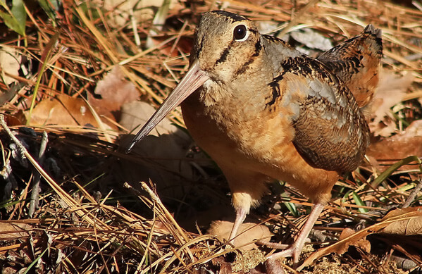 American-Woodcock by David Byron Keener / Shutterstock