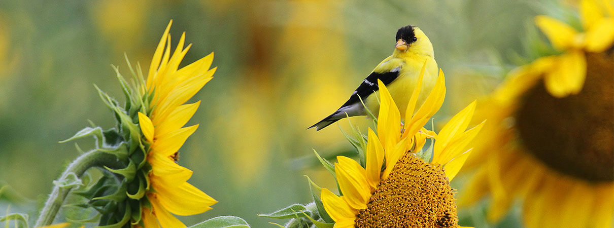 Lawn pesticides and birds are not a good mix. 