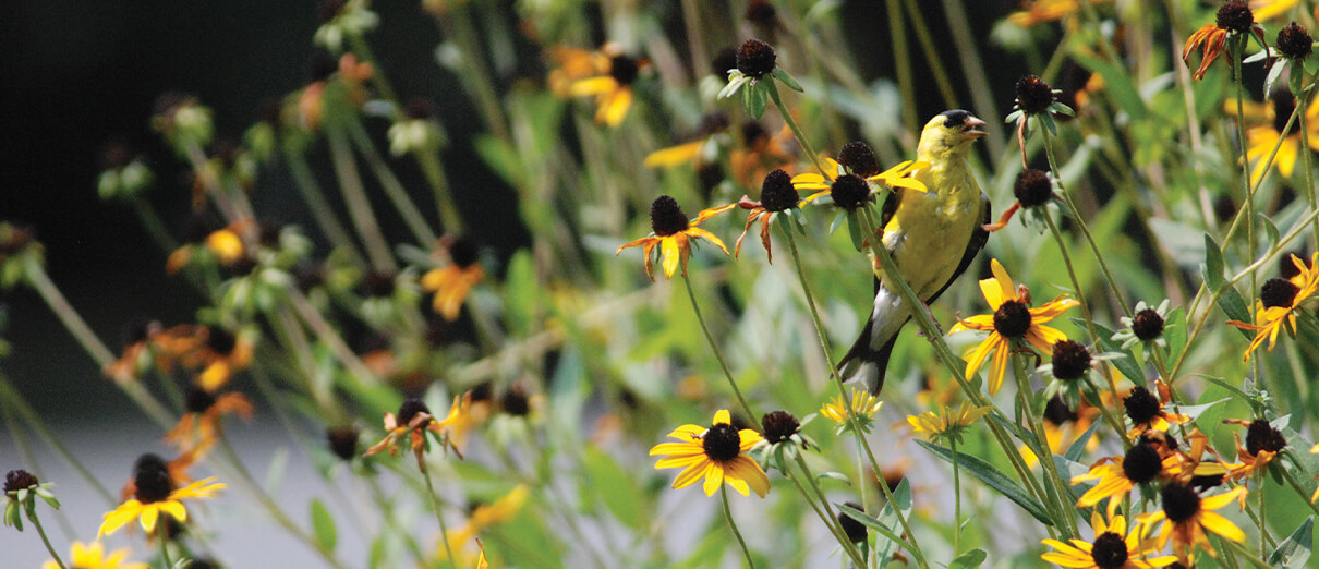 American Goldfinch by Daniel J. Lebbin