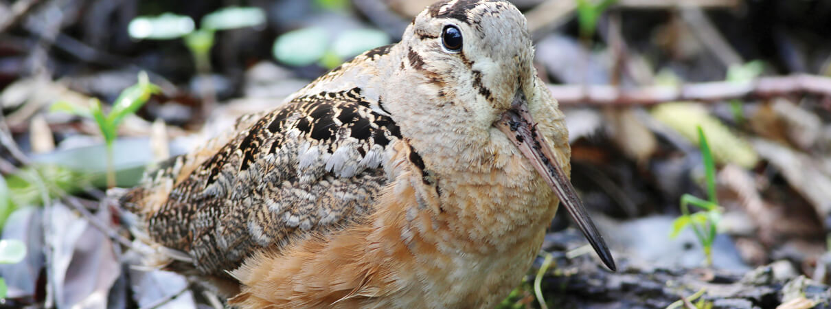 American Woodcock is another species that benefits from a dynamic approach to forest management. Photo by Mike Parr