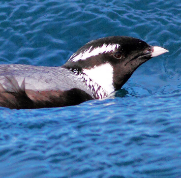 Ancient Murrelet, Greg Homel