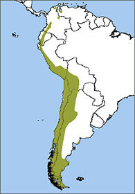 Andean Condor map, NatureServe