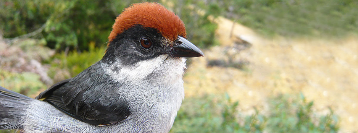 Antioquia Brushfinch. Photo by Sergio Chaparro-Herrera.