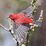 'Apapane in flight by David Lang, Macaulay Library at the Cornell Lab of Ornithology