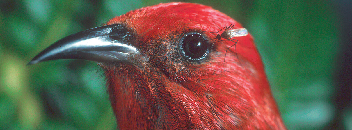 Non-native mosquitoes, such as the one pictured here on an Apapane, carry diseases such as avian malaria that are deadly for Hawai'i's birds. Photo by Jack Jeffrey.