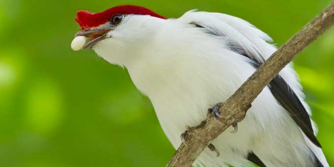 Save the Araripe Manakin