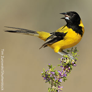 Audubon's Oriole