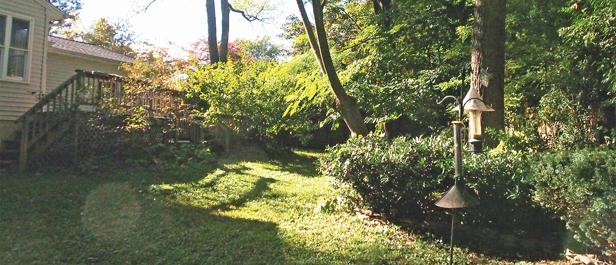 Bird-friendly yard