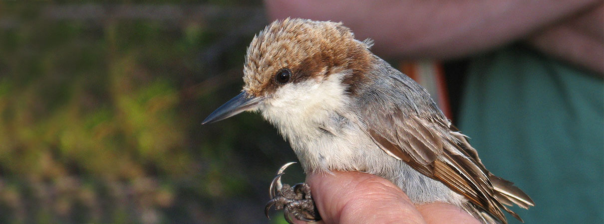 Bahama Nuthatch by Tom Benson.