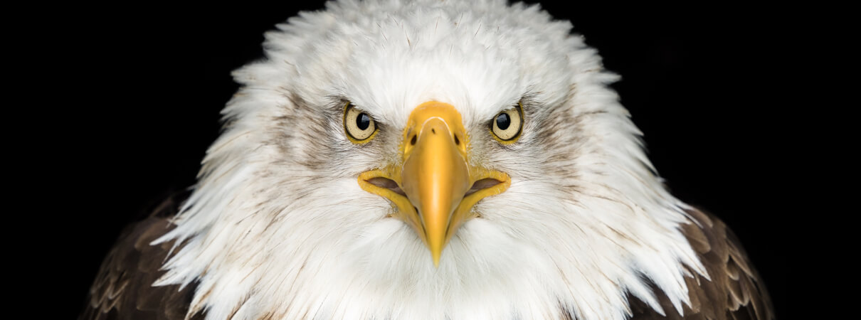 Bald Eagle by Abhijay Wilkinson/Shutterstock