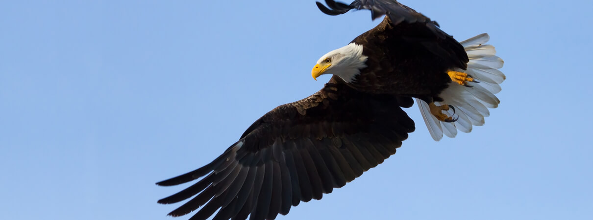 Bald Eagles remain one of the Endangered Species Act's greatest success stories. The species' population dropped to less than 500 breeding pairs in the early 1960s, and the species was listed as endangered when the ESA was adopted. Today, the U.S. Fish and Wildlife Service estimates that nearly 10,000 breeding pairs live in the contiguous United States. On June 28, 2007, USFWS announced the recovery of the bald eagle; the species is no longer considered threatened or endangered. Photo by SekarB/Shutterstock