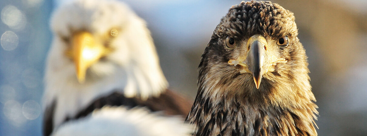 Bald Eagles by Jack Molan/Shutterstock