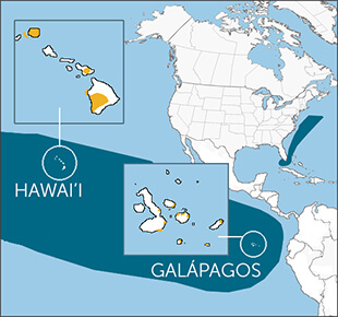 Band-rumped Petrel range map, Cornell