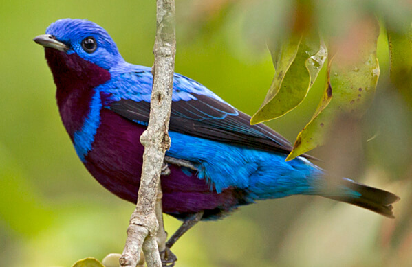 Banded Cotinga, Ciro Albano