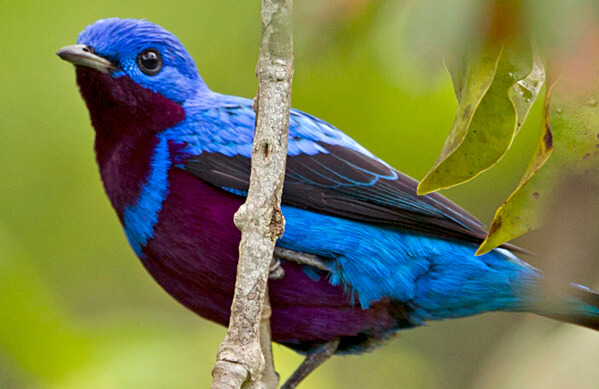 Banded Cotinga, Ciro Albano