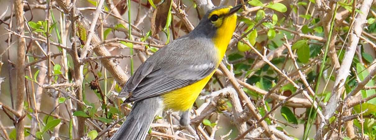 Barbuda Warbler_Justin Dutcher