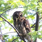 Barred Owl enjoying a snack. Photo by Ralph Wright.