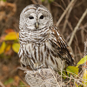 Barred Owl