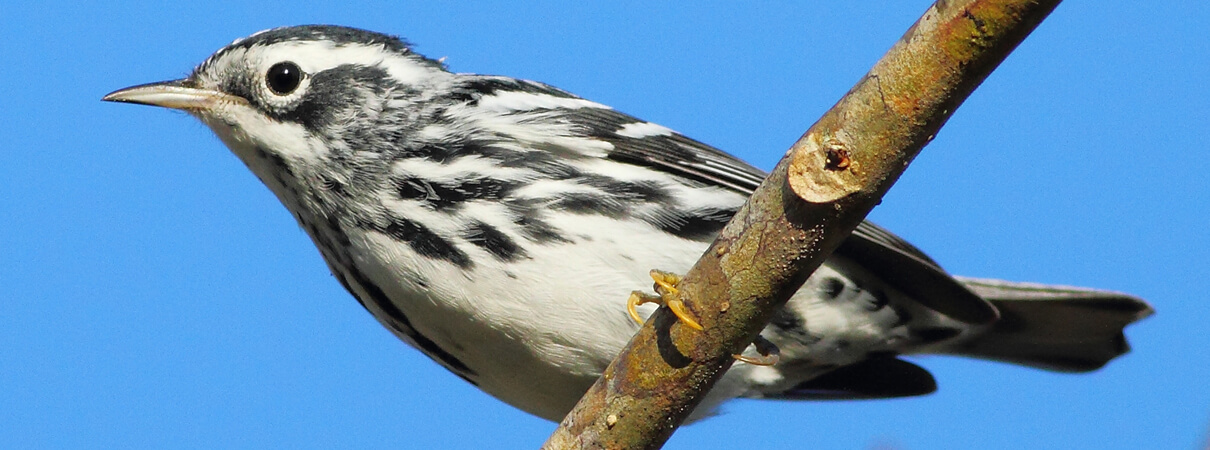 Tobon's mist nets along the river yield a good catch of birds for testing, including a Black-and-white Warbler. Photo by Greg Homel