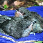 Bay-breasted Cuckoo chicks. Photo by J. Sinclair.