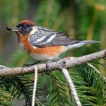 Bay-breasted Warbler eating insect. Photo by Paul Reeves Photography, Shutterstock (1)