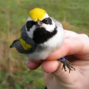 Golden-winged Warbler research, Kyle Aldinger