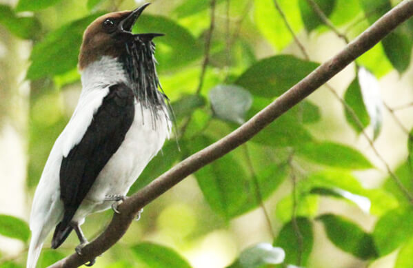 Bearded Bellbird, Tony Mainwood