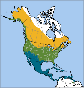 Belted Kingfisher map, NatureServe