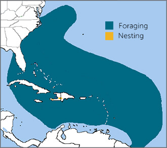 Black-capped Petrel map by ABC