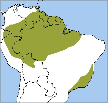 Black-eared Fairy range map, ABC