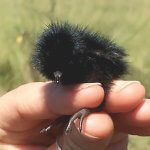 Black Rail chick in hand. Photo by J. Wilson, USFWS.