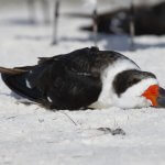 Black Skimmer resting. Photo by Brian Lasenby, Shutterstock.