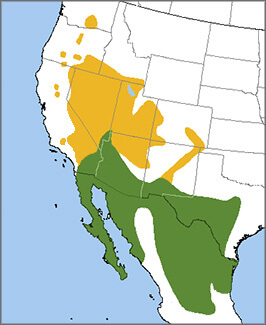 Black-throated Sparrow map, NatureServe