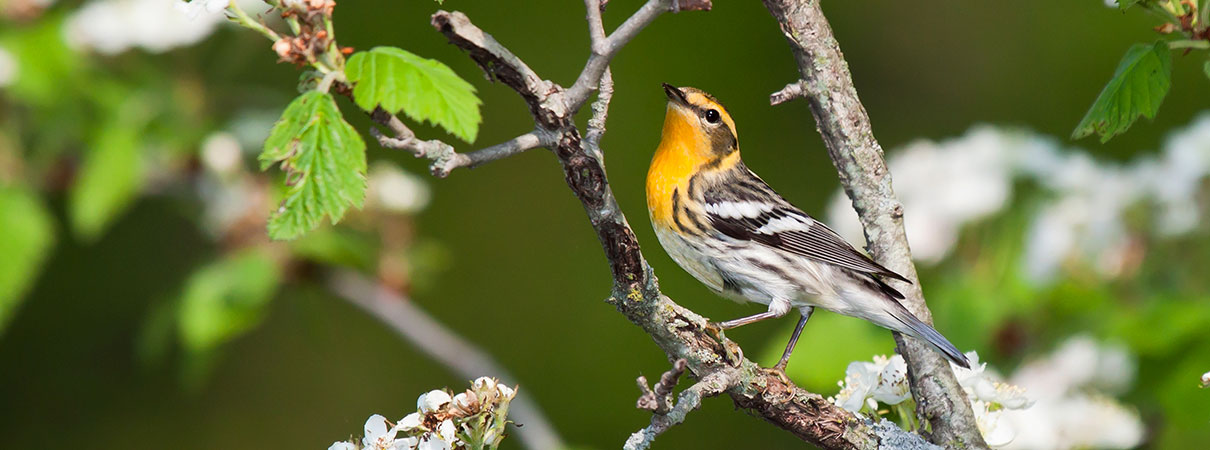 Blackburnian Warbler. Photo by Mike Truchon/Shutterstock