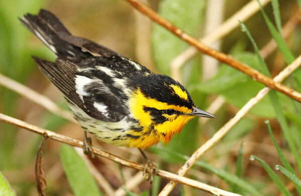 Blackburnian Warbler, Luke Seitz