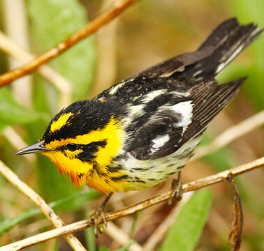 Blackburnian Warbler by Luke Seitz