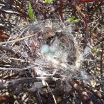 Blackpoll Warbler nest and eggs. Photo by Michel Robert, Macaulay Library at the Cornell Lab of Ornithology