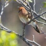 Blue-eyed Ground-Dove, Botumirim, Brazil. Photo by Cameron Rutt