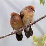 Blue-eyed Ground-Doves by Rafael Bessa