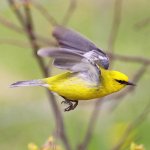 Blue-winged Warbler in flight by Alfred Yan