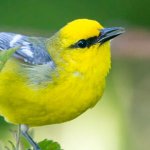 A blue winged warbler